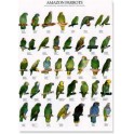 Amazone papagaaien