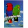 Queensland eclectus parrots 