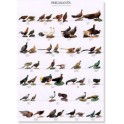 Pheasants Part 2