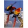 Scarlet macaws, large