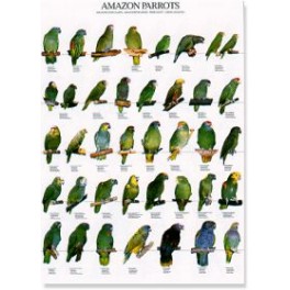 Amazone papagaaien