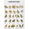 Finches of Australia