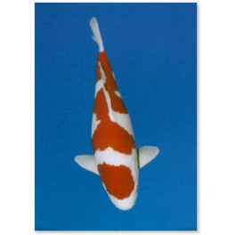 Koi (Kohaku)