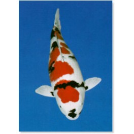 Koi (Showa)