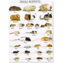 Small Rodents 1