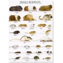 Small Rodents 2
