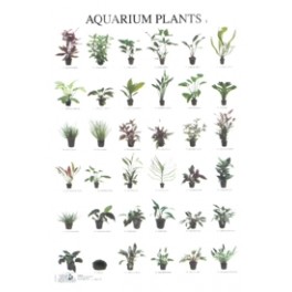 Aquarium Planten1