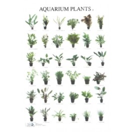 Aquarienpflanzen 2