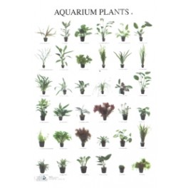 Aquarienpflanzen 4