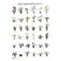 Aquarienpflanzen 1