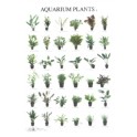 Aquarienpflanzen 2