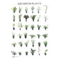 Aquarienpflanzen 3