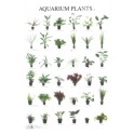 Aquarienpflanzen 4