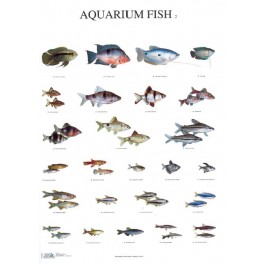 Aquarium Vissen 2