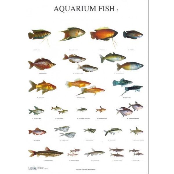 Vernederen twintig Whitney Aquarium Vissen 3 - Van Keulen Kooien