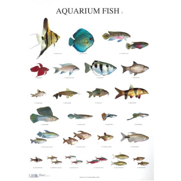 persoon Motiveren Gemaakt om te onthouden Aquarium Vissen 1 - Van Keulen Kooien