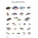 Aquarium Vissen 2
