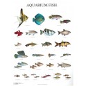 Aquarium Fish 1