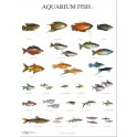 Aquarium Fish 3